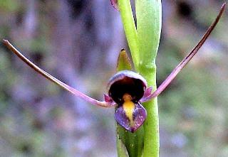 10 - Orchidee 
