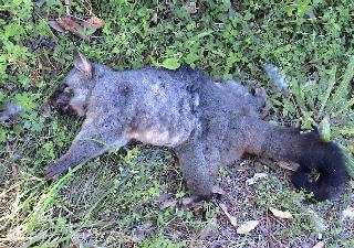 8 -  Totes Possum am Straßenrand